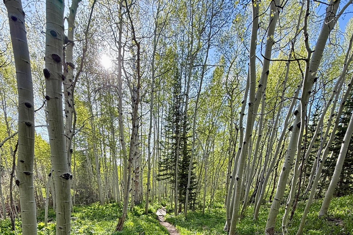 Spring brings forth fresh, new, beauty the the Aspen/Snowmass area.