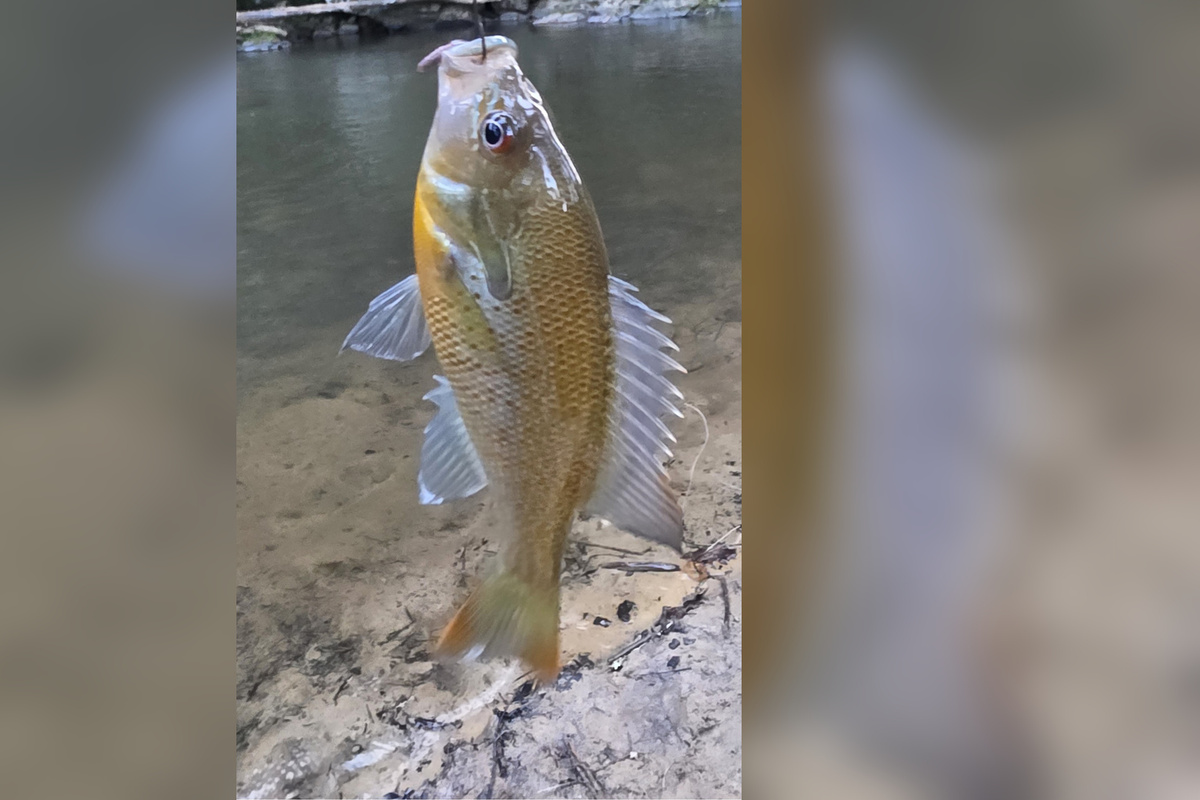 Fishing right in the backyard! This bass was caught by a young guest right here at Cartecay Landing.
