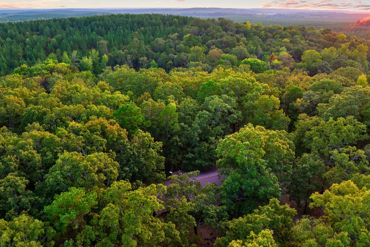 Bird’s-eye view of endless forest around your cabin escape.