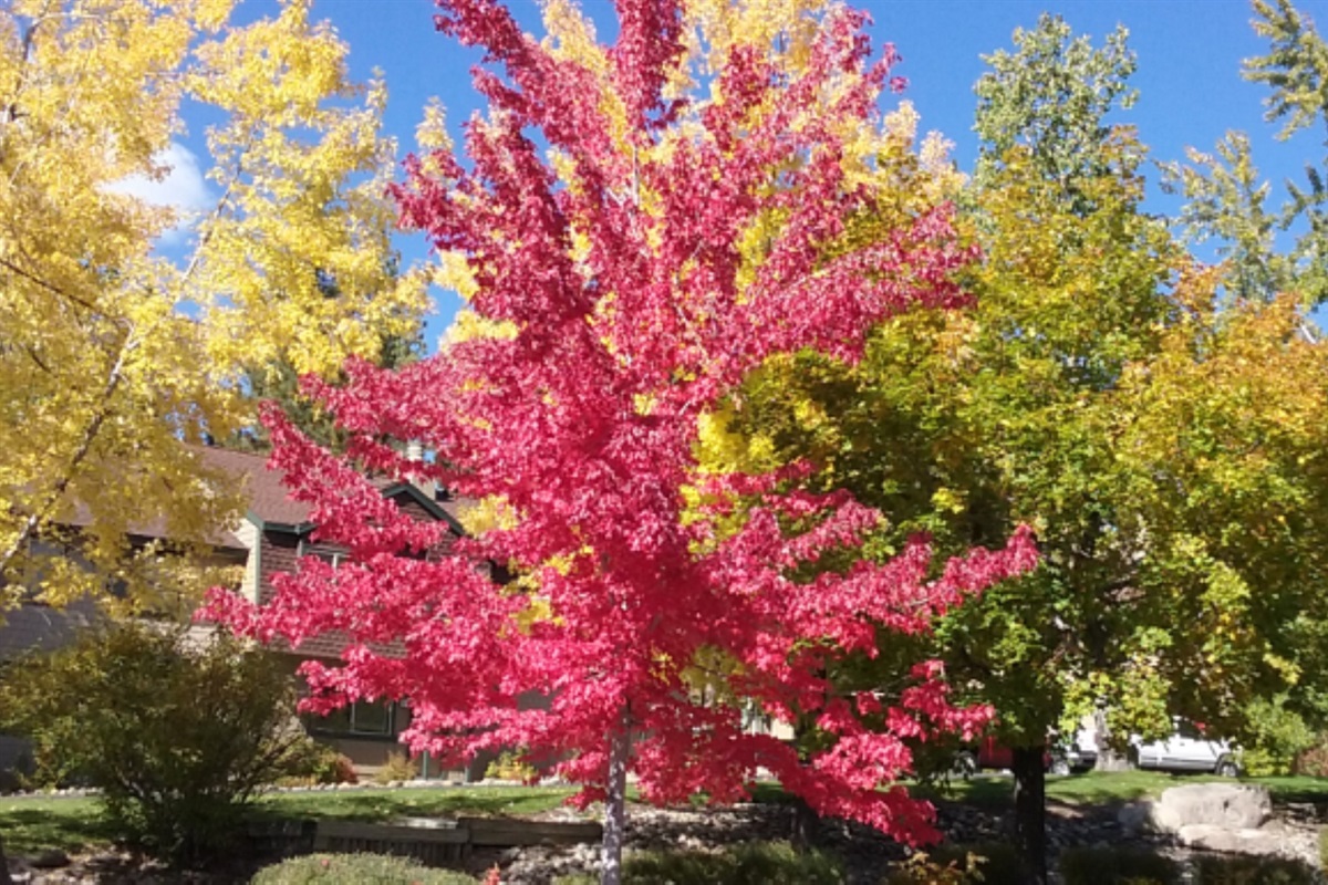 Enjoy fall foliage with less crowds!