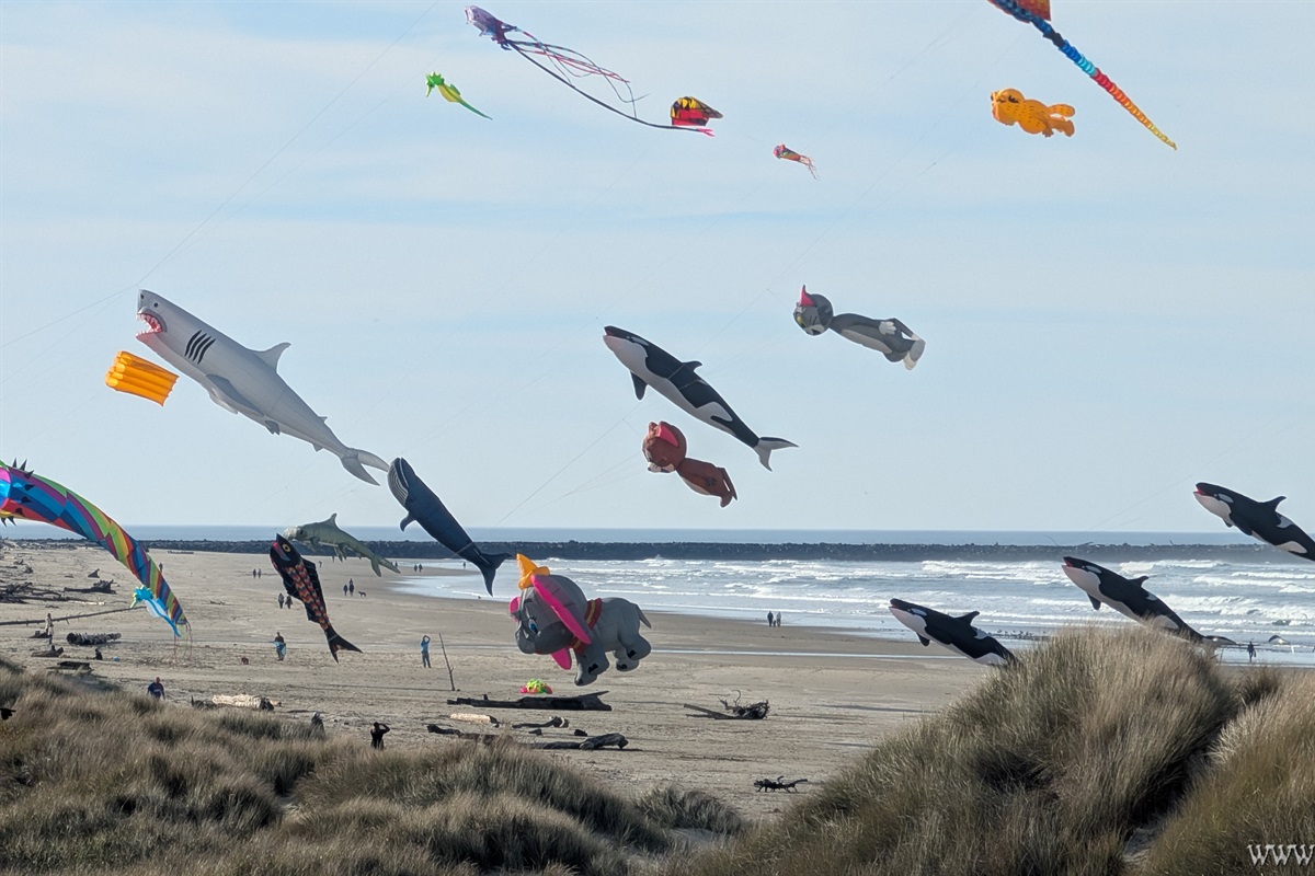 kite festival from Oceans Edge