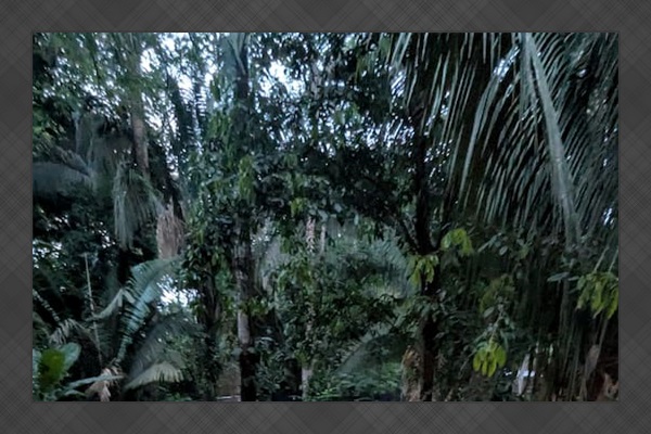 Another backyard view.