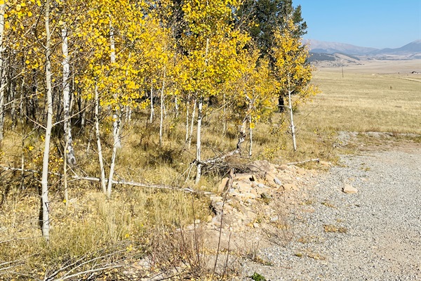 Stunning Aspen trees in the Fall [Front Yard]