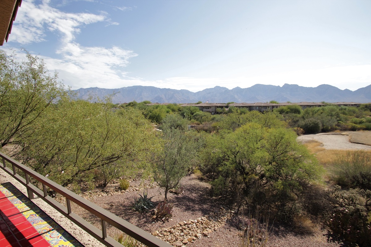 View from the patio