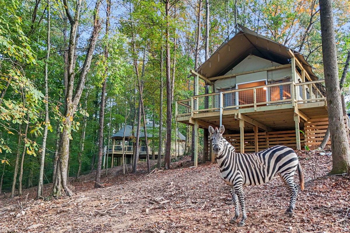 Glamping Tent: Retreat to this unique stay surrounded by nature and friendly wildlife!