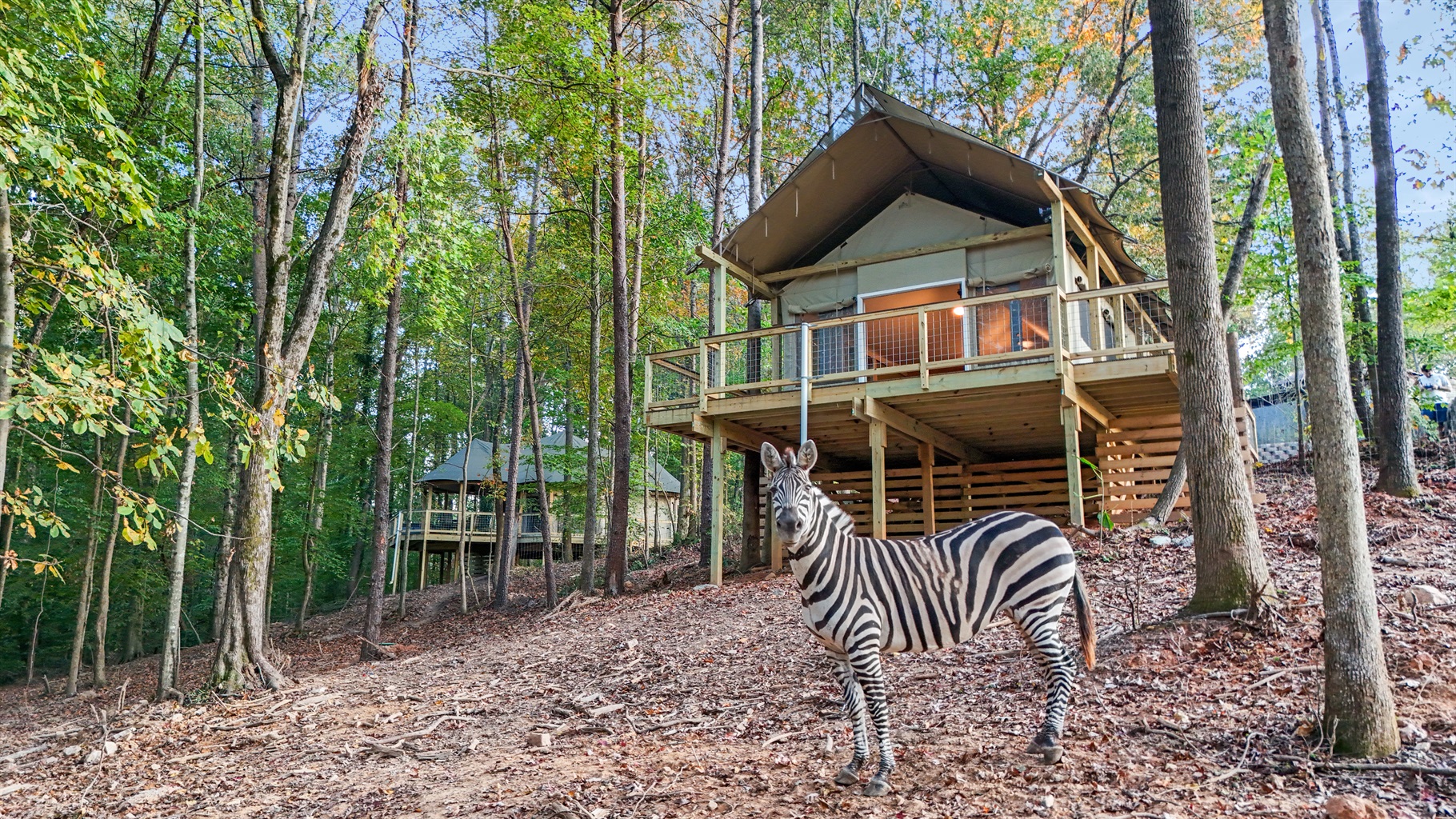 Glamping Tent: Retreat to this unique stay surrounded by nature and friendly wildlife!