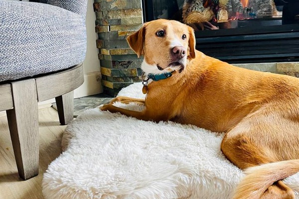 We are Dog People! Are you? We take special care to accommodate your furry family members, including a comfy dog bed right in of the fireplace.