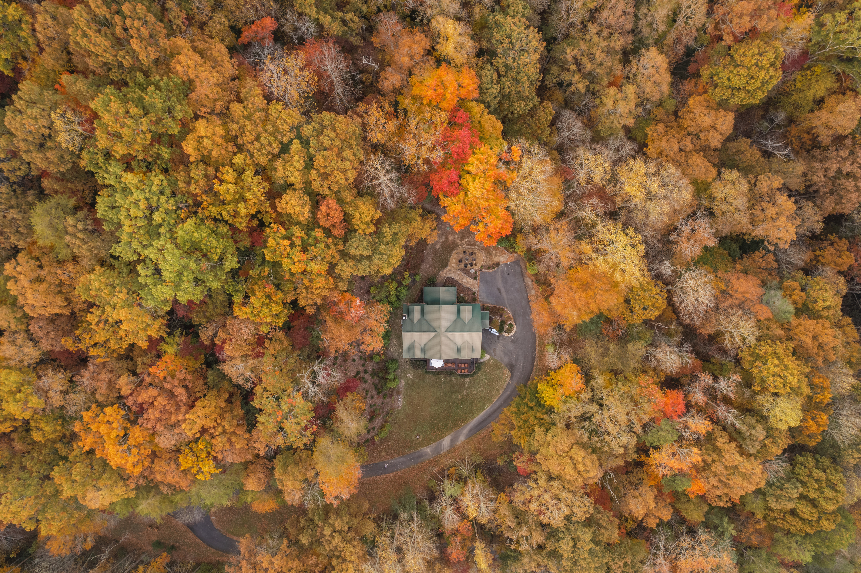 Fall foliage surrounding the cabin