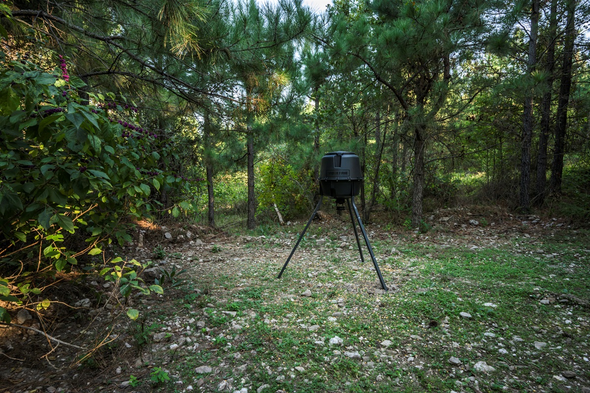 Keep an eye out — deer and forest wildlife often wander through the trees nearby