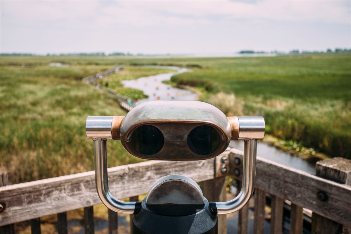 Enjoy bird watching at Point Pelee National Park.