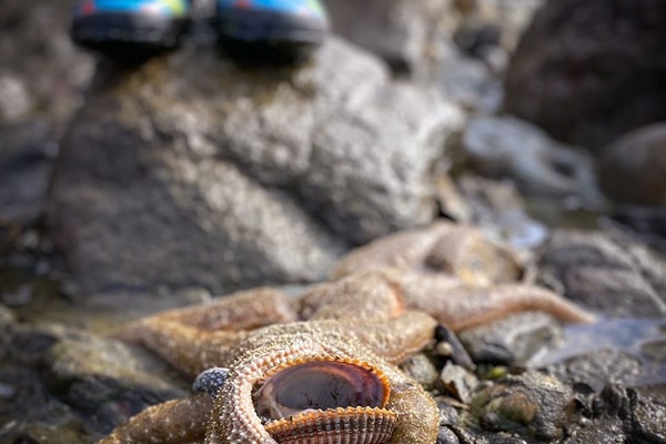 Low tide exploration is a family favorite of ours. Beaches with low tide recommendations and buckets for the kids are provided upon request.  We may even have the right-sized children's boots if you're up for the adventure. 