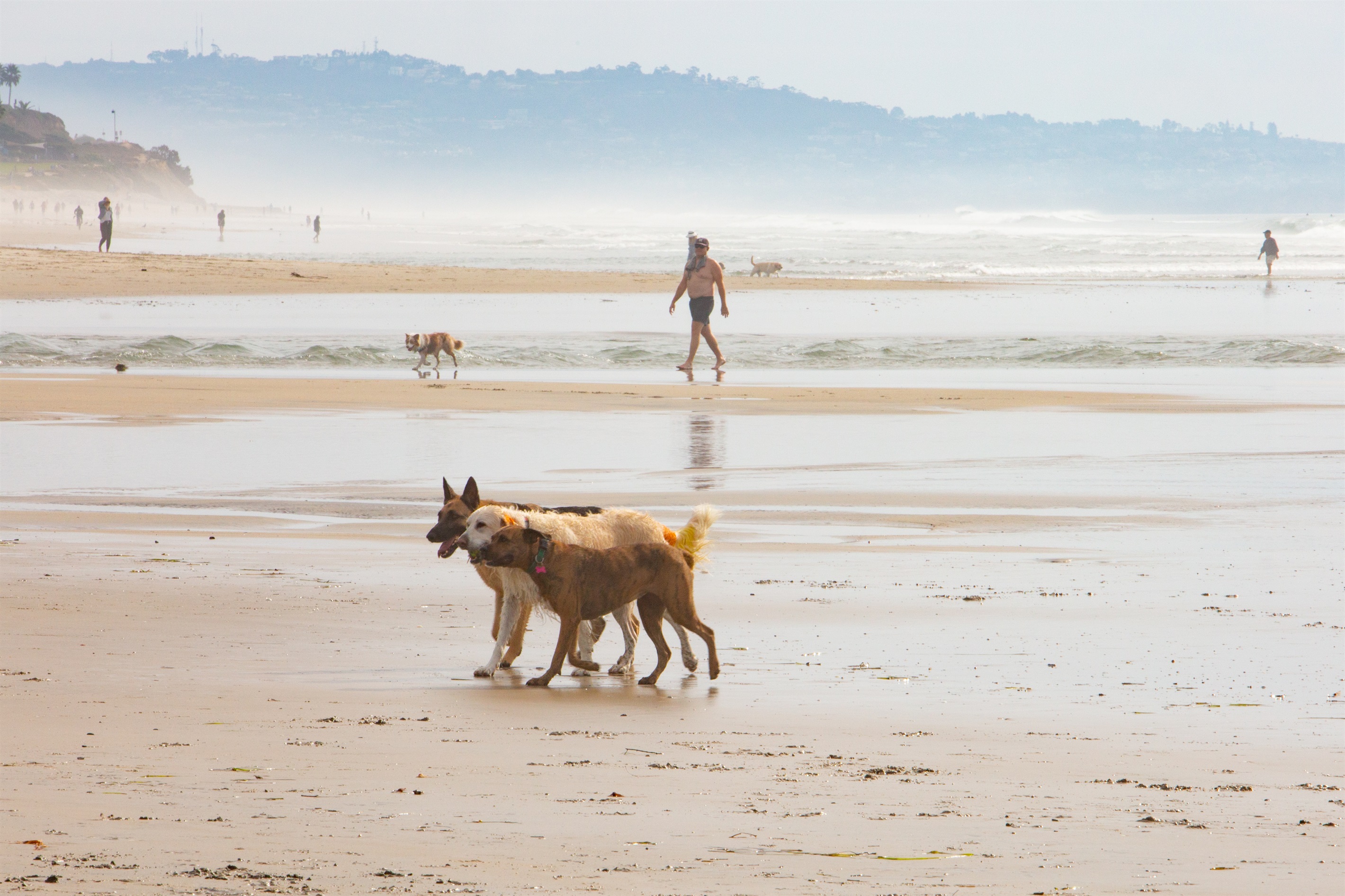 Doggy heaven