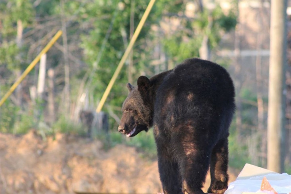 A visitor at the cabin. Remember, don't feed the bears