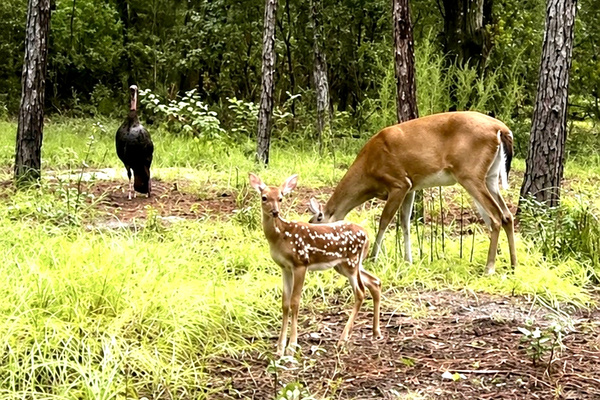 A glimpse of the wildlife we see from our porch, right in the woods surrounding Old Place Inverness. 