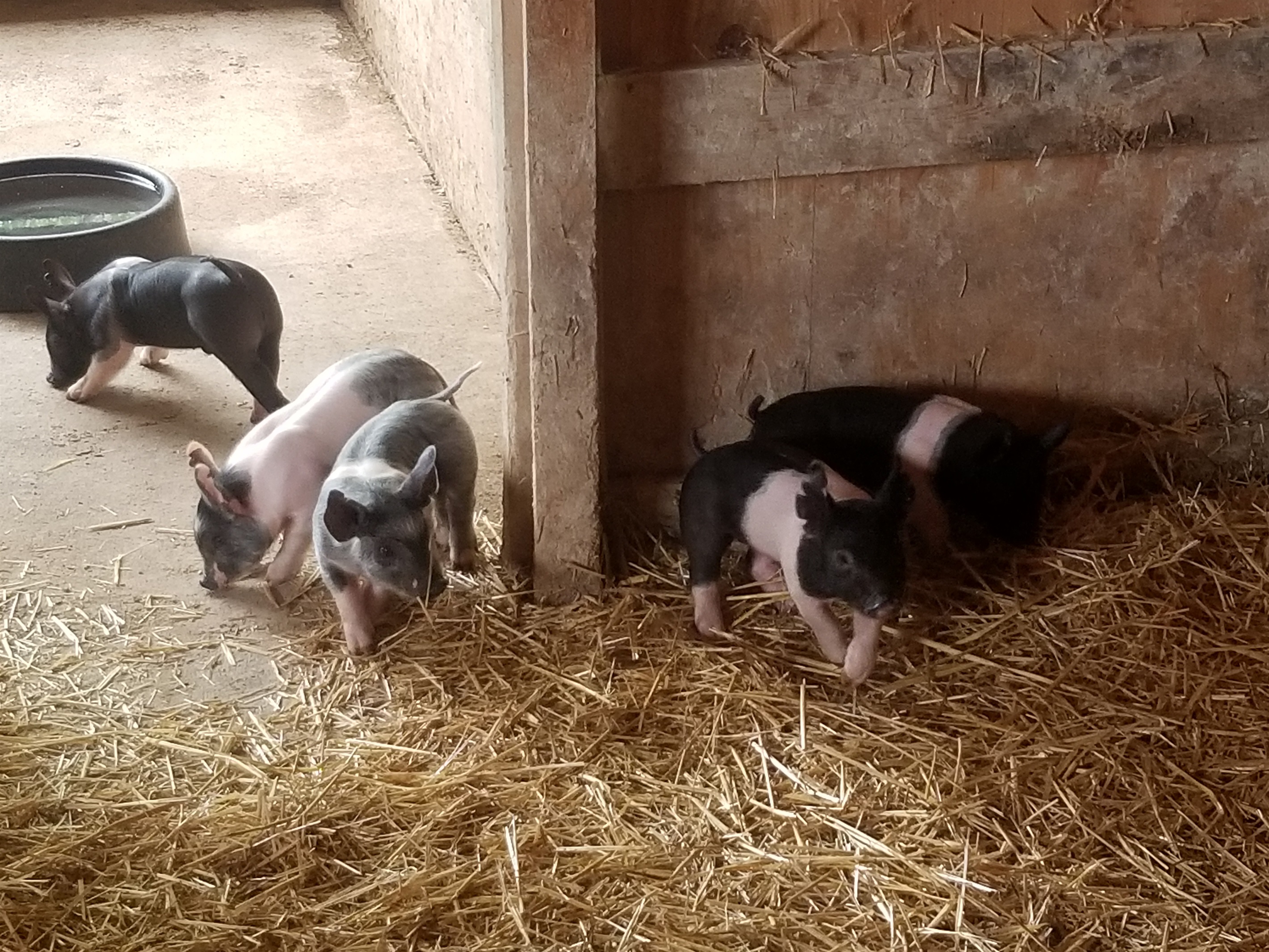 Piglets