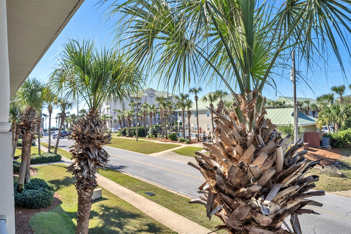 View from Covered Patio
