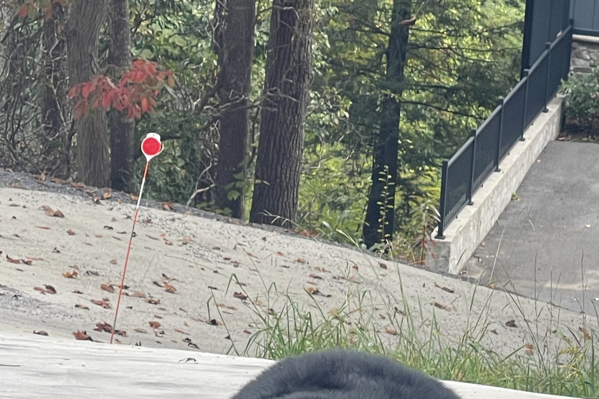 Black bears are regulars in Gatlinburg and Chalet Village. Spot one?  That’s is part of the mountain experience.