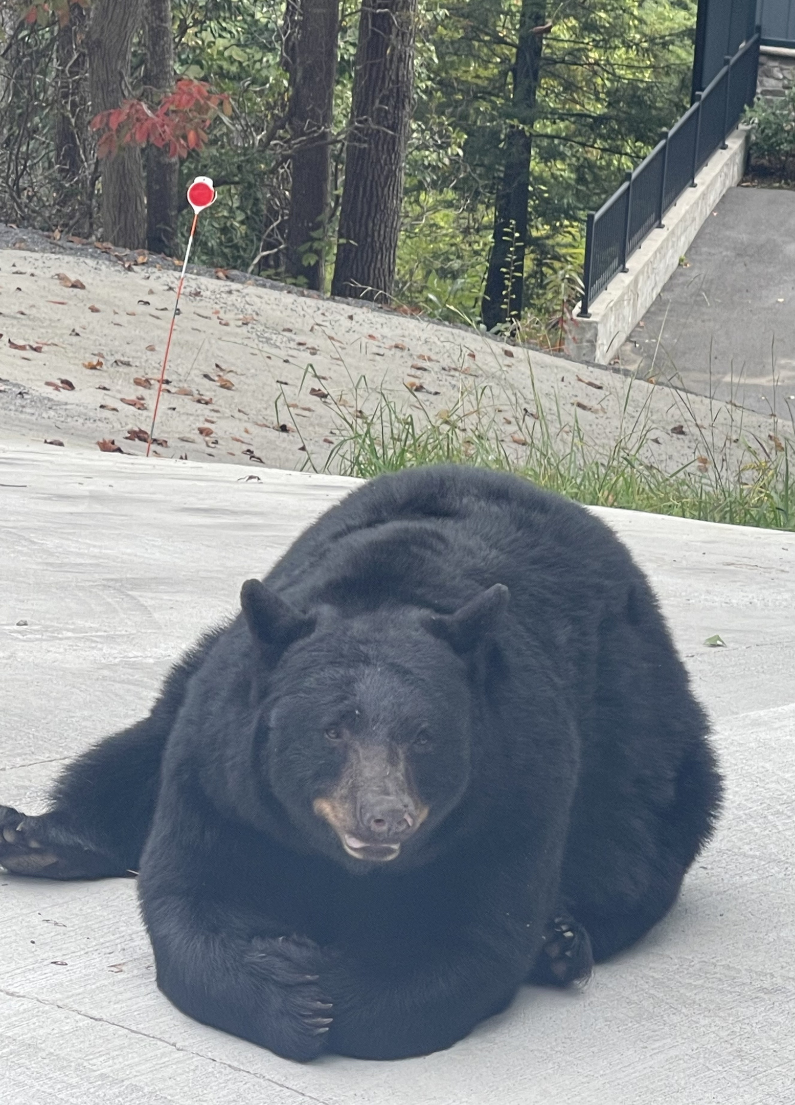Black bears are regulars in Gatlinburg and Chalet Village. Spot one?  That’s is part of the mountain experience.