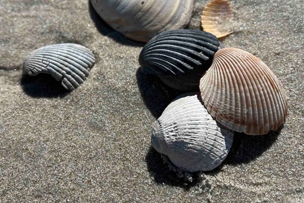Seashells are nature's souvenirs, reminding us of sunny days and salty kisses. 