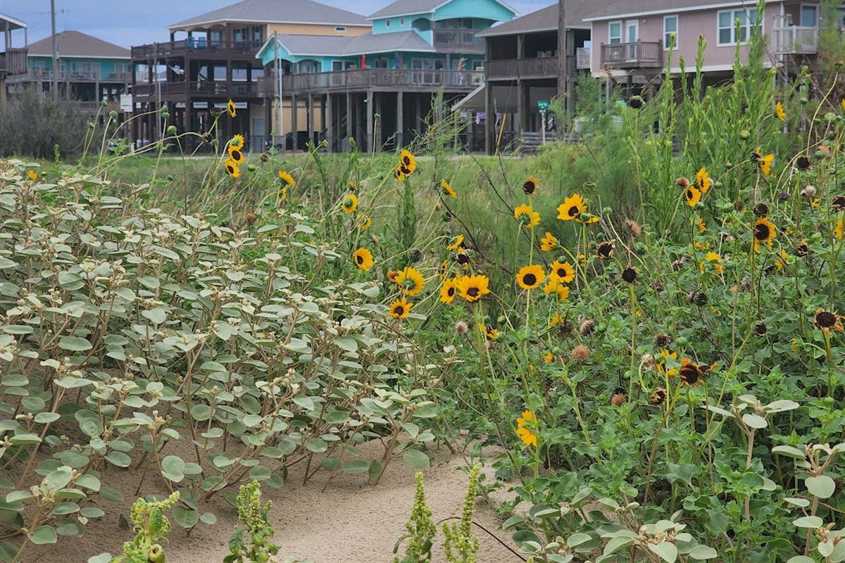 Wild Flowers in Bloom