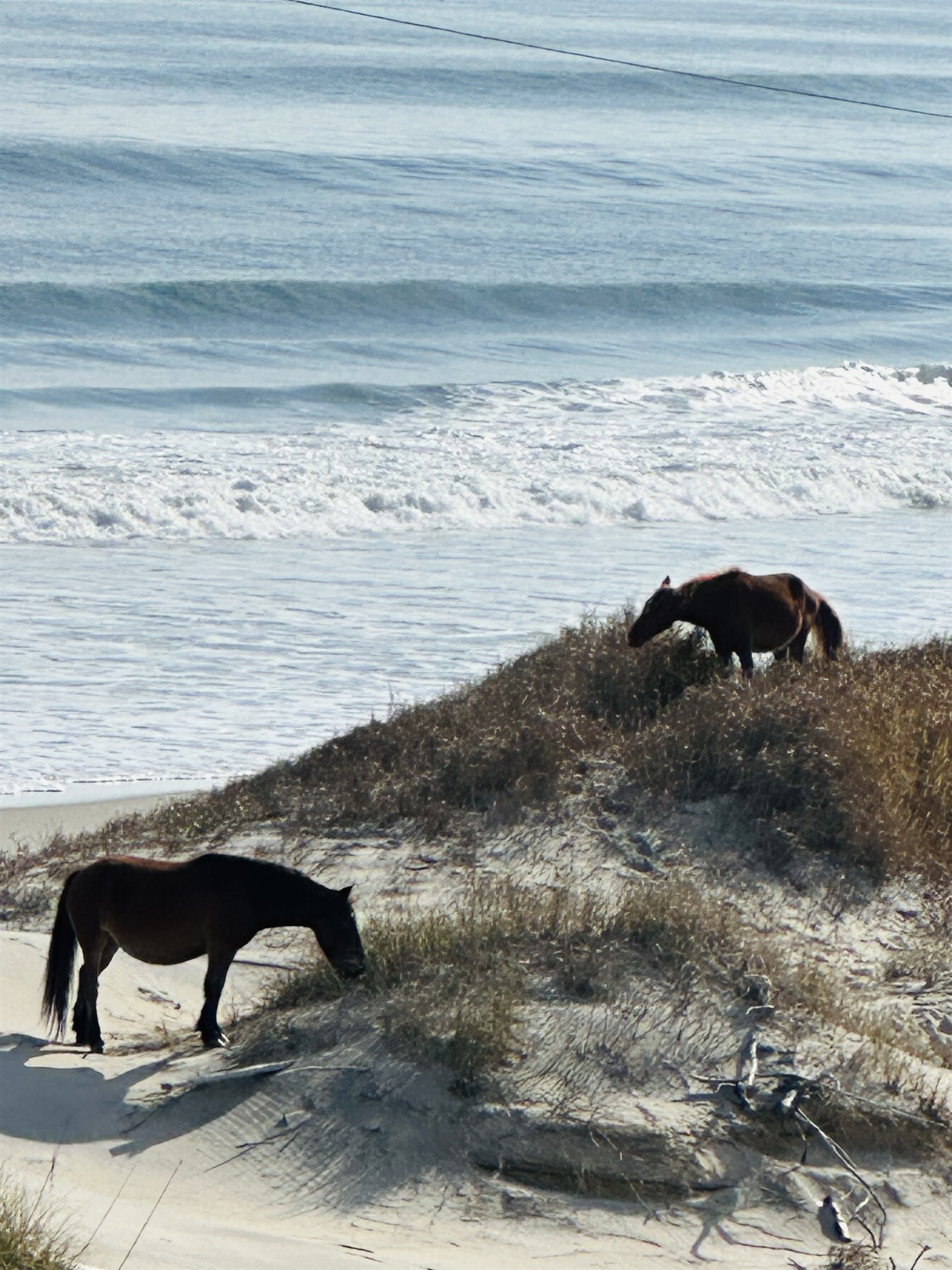 Wild horses on the dune by the house