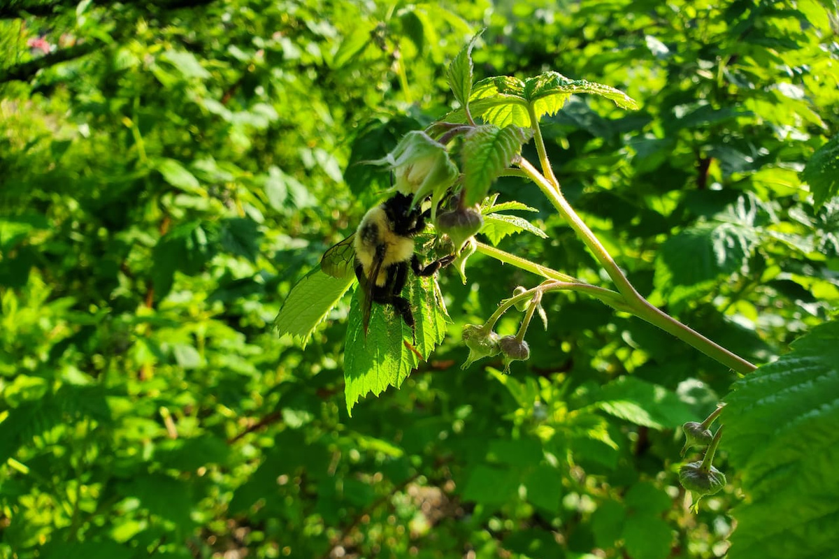 Bee