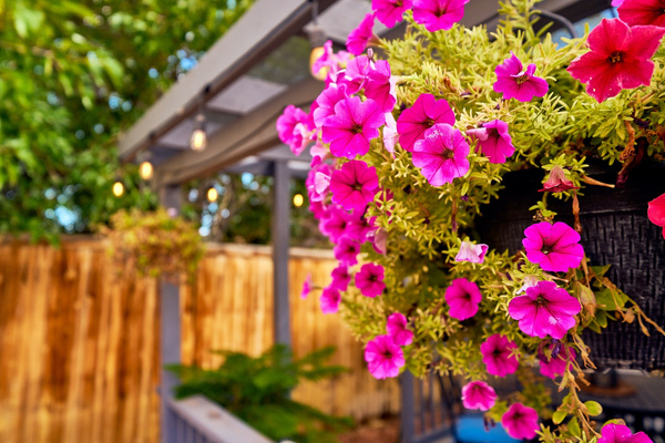 Backyard Flora