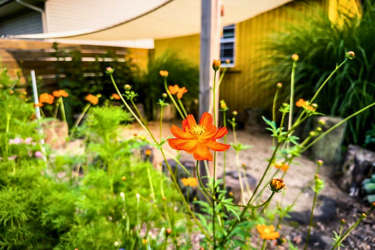 Orange Cosmos Flowers in the Garden