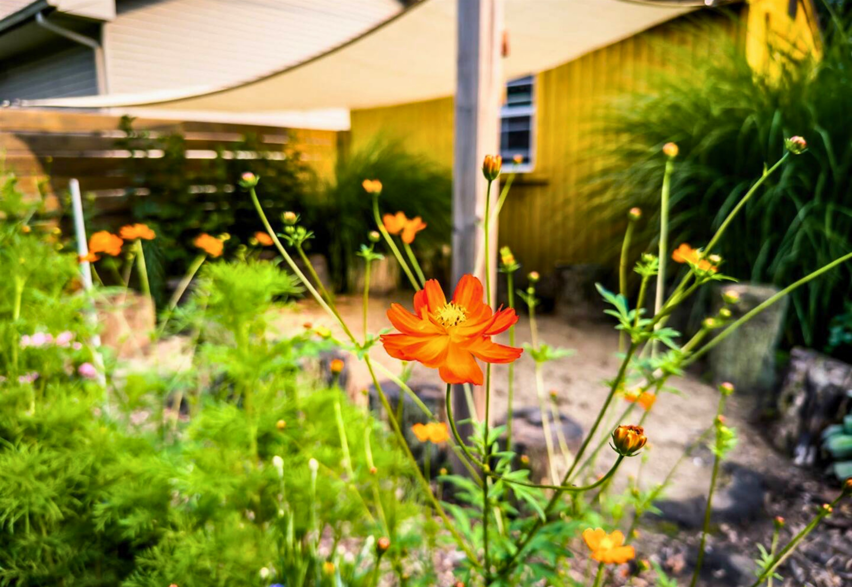 Orange Cosmos Flowers in the Garden