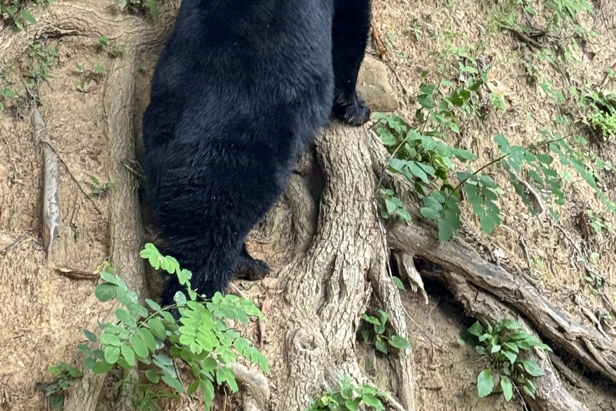 Black Bear Family Passing Through—Wildlife in the Neighborhood.
