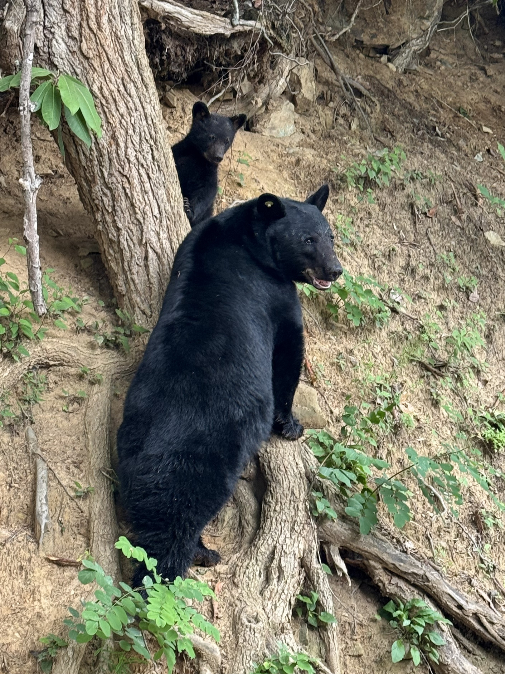 Black Bear Family Passing Through—Wildlife in the Neighborhood.