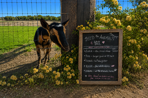 Your new friends! Feed our sheep, goats and alpacas right at the pasture fence—we provide the treats, they provide the personalities. For many guests, it’s the highlight of their stay.