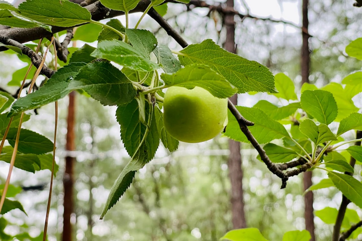 Apple tree in back yard