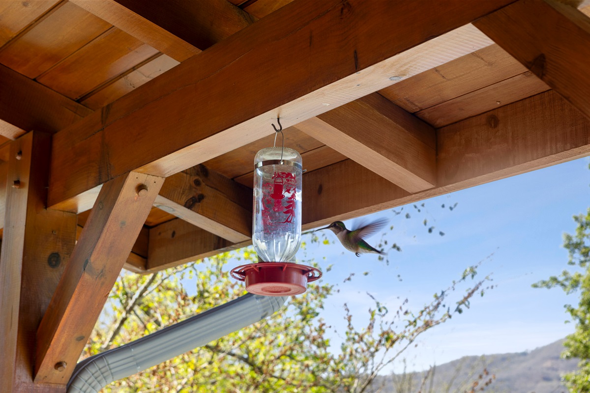 Avian Paradise: Watch hummingbirds dance while enjoying breathtaking mountain views!

