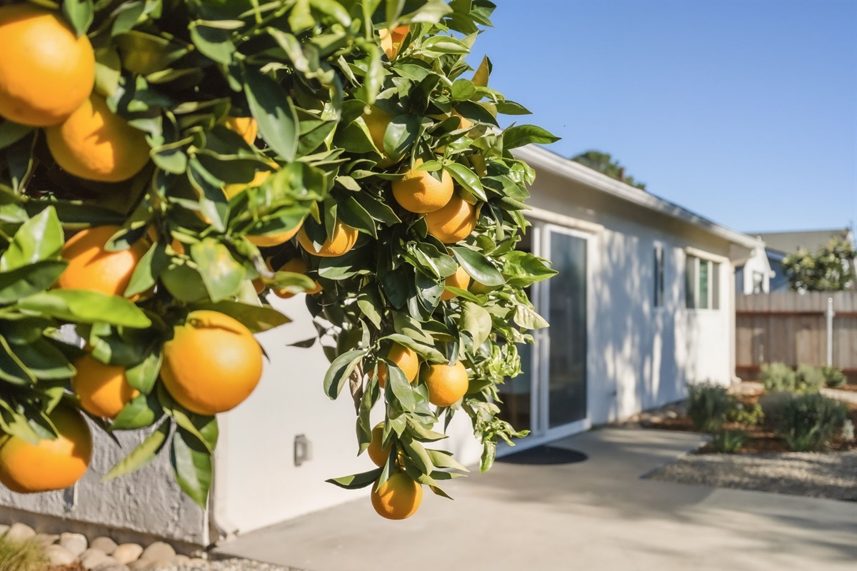 Orange tree (pick when available)