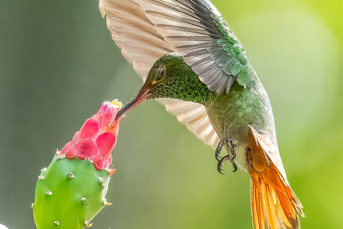 Humming Birds visit our garden