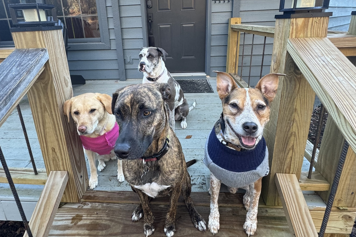 Welcome fur puppers and thank you for sitting so pretty for the hero shot! 