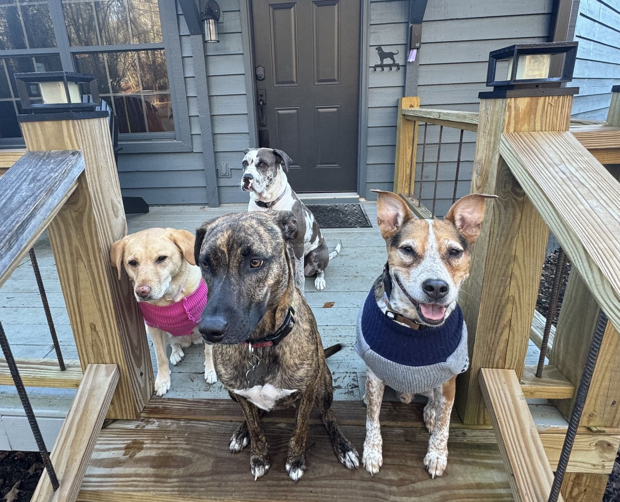 Welcome fur puppers and thank you for sitting so pretty for the hero shot! 