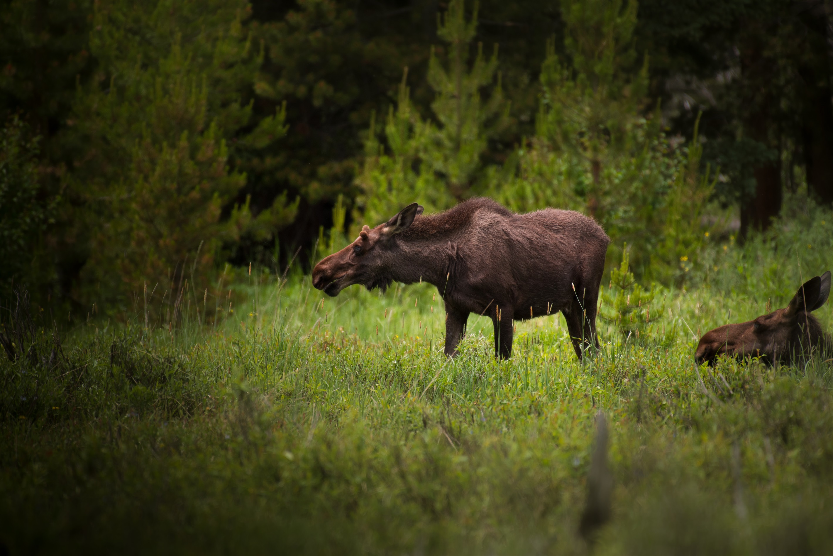 Watch for wildlife in the area!