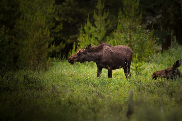 Watch for wildlife in the area!
