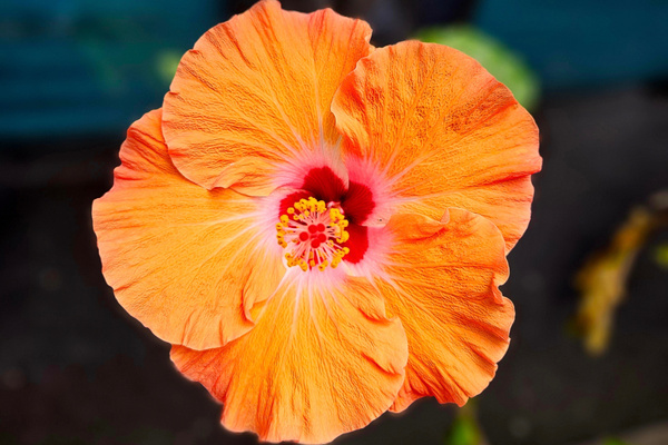 Hibiscus surround our screened lanai