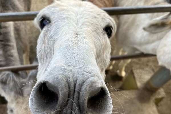 The Donkey Sanctuary is a must!  They love carrots so be sure to pick up a bag before visiting. 
