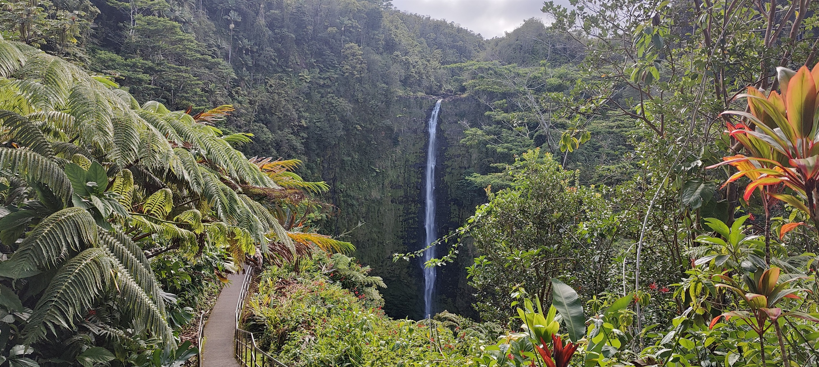 Drive 2 hrs to the Akaka falls for a quick hike.