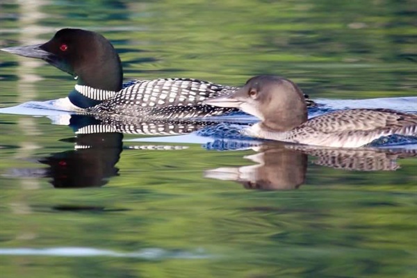 Loons on the Lake