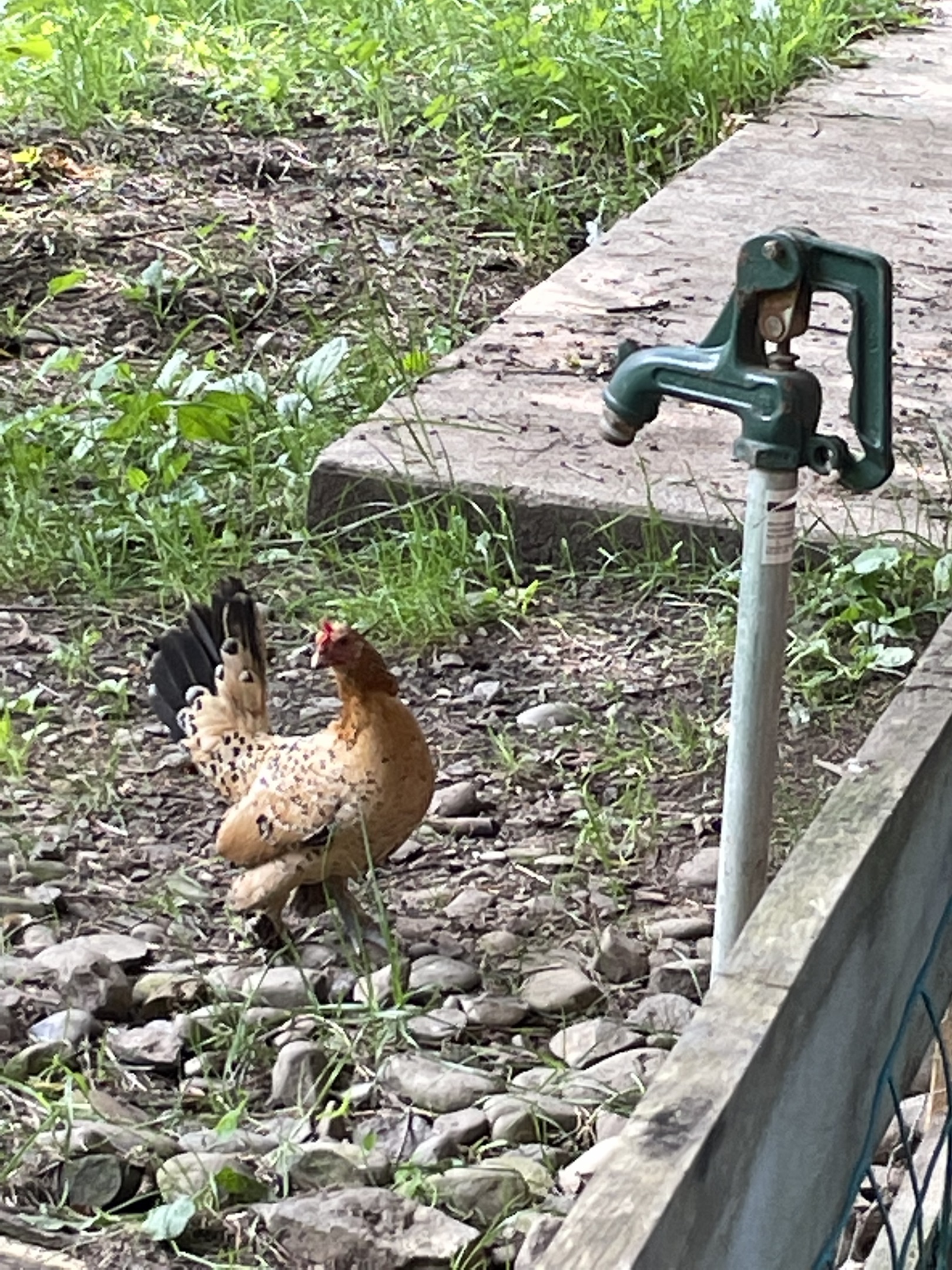 Chickens!