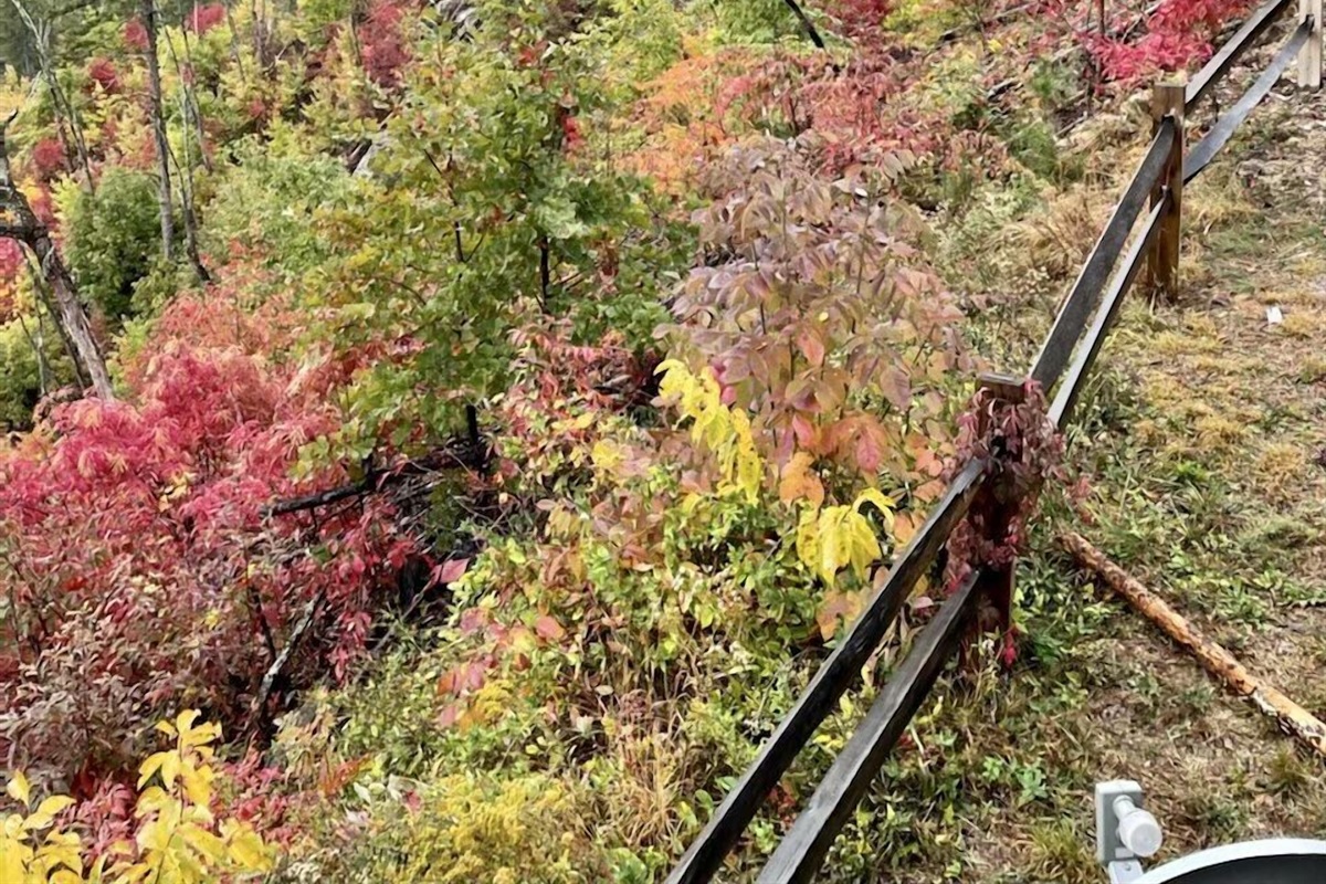 Fall colors