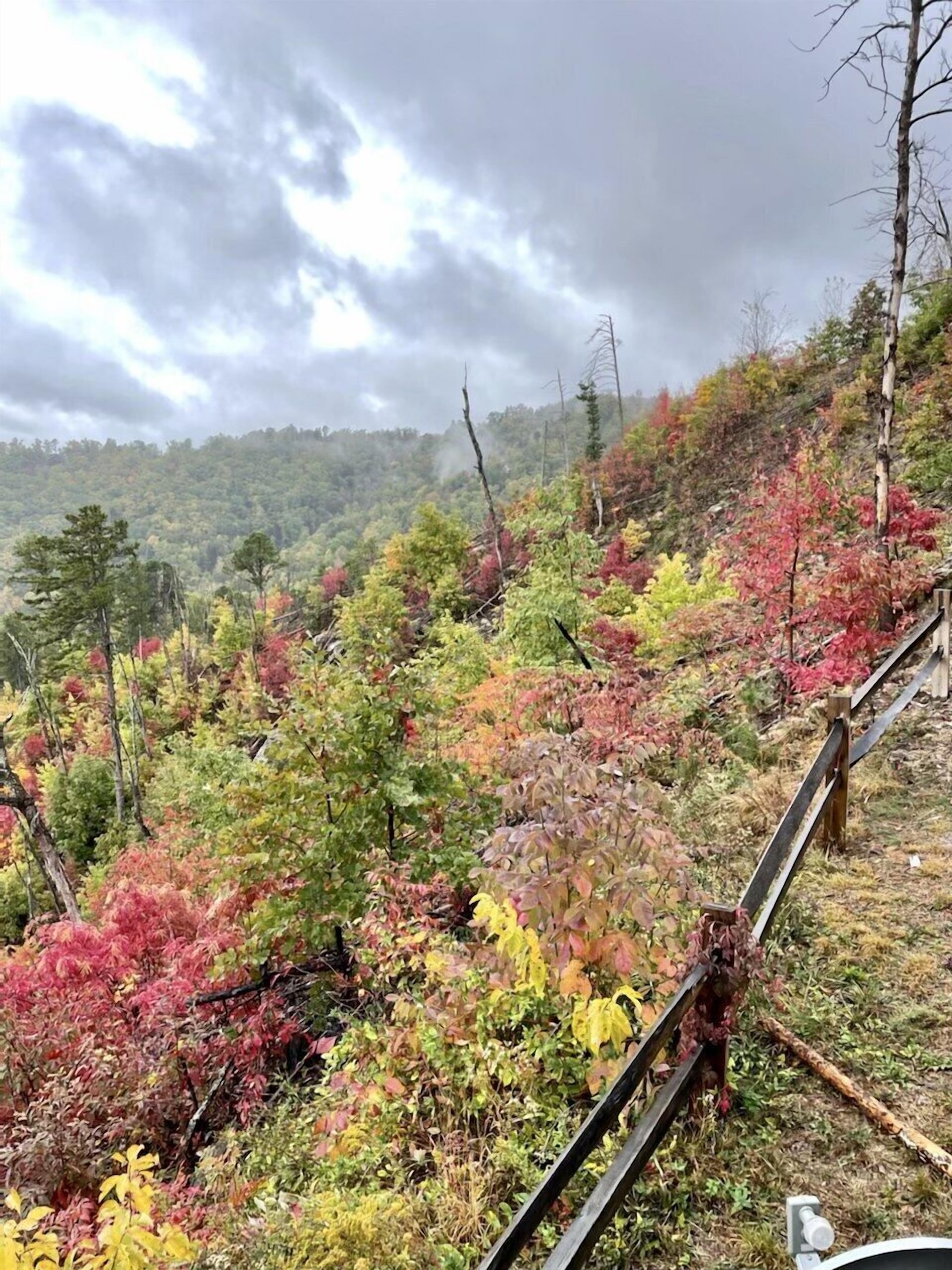Fall colors