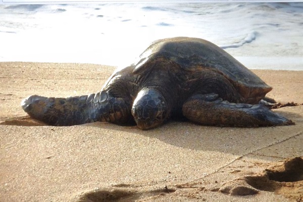 Regular visitor to the Hale Mahina beach