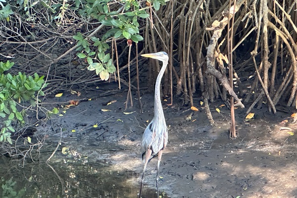 Chilling in the hammock, enjoying nature by the tide pond on property.