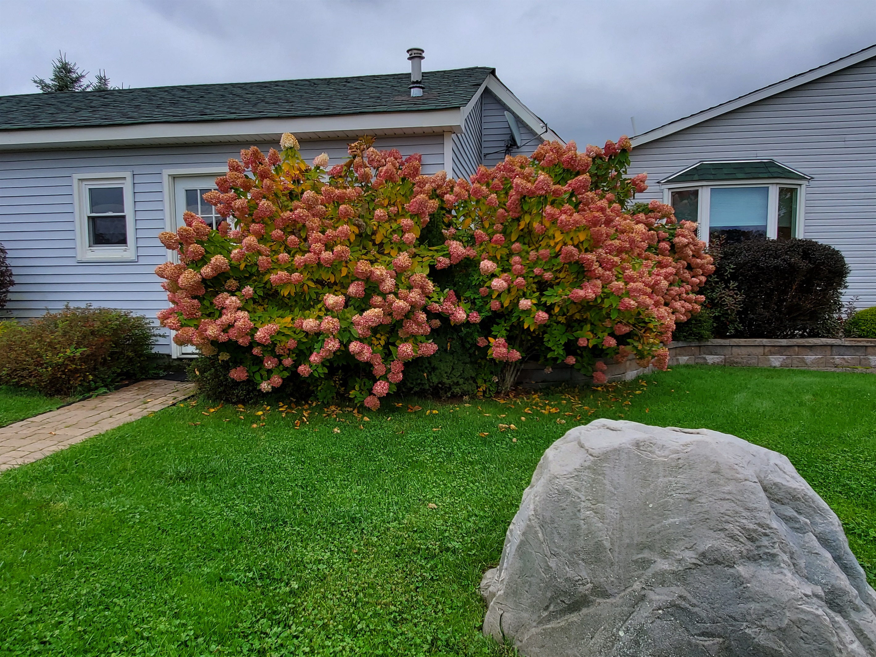 Amazing hydrangeas in late summer
